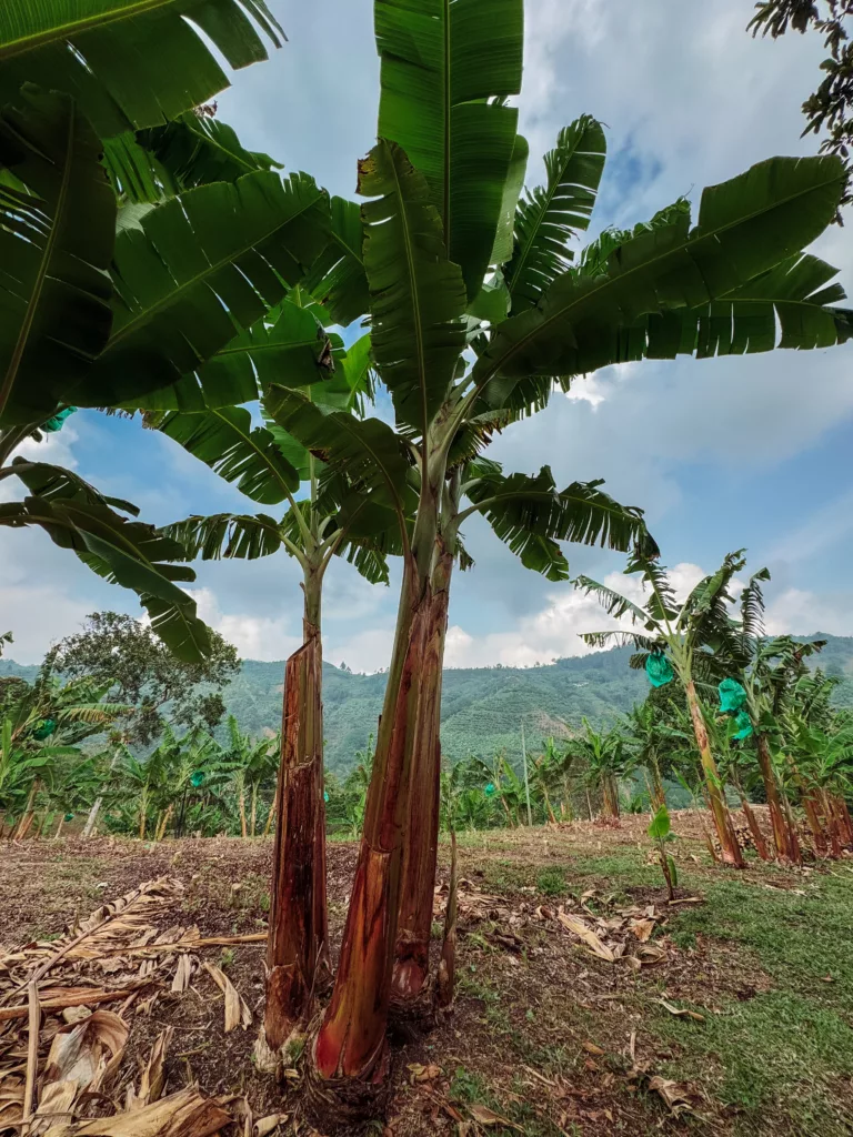 plantain plants near the coffee beans